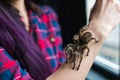 Spider Tarantula crawls on the girl`s hand.