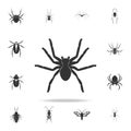 spider tarantula. Detailed set of insects items icons. Premium quality graphic design. One of the collection icons for websites, w