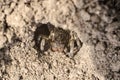 Spider tarantula in a ground hole