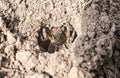 Spider tarantula in a ground hole