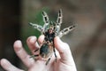 Spider tarantula in the hand of man. Close-up are the canines of a spider