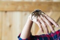 Spider Tarantula on the man`s arm.