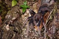 Spider tarantula out from nest