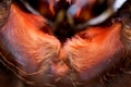 Spider tarantula Phormictopus auratus closeup. Photo dangerous spiders lower jaw covered with orange hairs