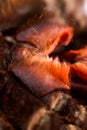 Spider tarantula Phormictopus auratus closeup. Photo dangerous spiders lower jaw covered with orange hairs