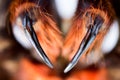 Spider tarantula Phormictopus auratus closeup. Photo dangerous spiders teeth with holes from which digestion fluid is injected
