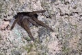Spider tarantula ready out from nest