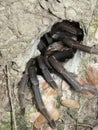 Spider tarantula Royalty Free Stock Photo