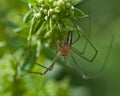 Spider Tetragnatha extensa Royalty Free Stock Photo