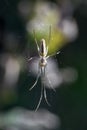 Spider Tetragnatha extensa sometimes known as Common Stretch Spider Royalty Free Stock Photo