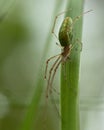 Spider Tetragnatha extensa Royalty Free Stock Photo