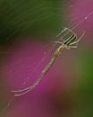 Spider Tetragnatha extensa Royalty Free Stock Photo