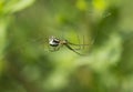 Spider (Tetragnathidae) female Royalty Free Stock Photo