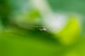 Spider `Tetragnathidae`. Green blurred background. The end of spring. Royalty Free Stock Photo