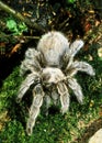 Spider, theraphosa sp, Adult standing on Moss Royalty Free Stock Photo