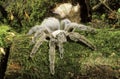 Spider, theraphosa sp, Specy from South America Royalty Free Stock Photo