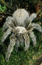 Spider, theraphosa sp, Specy from South America Royalty Free Stock Photo