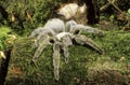 Spider theraphosa Royalty Free Stock Photo