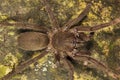 Spider, Theraphosidae, Agumbe ARRSC, Karnataka