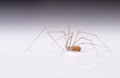 spider with thin long legs on a white background Royalty Free Stock Photo