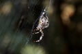 Spider on a thin web.