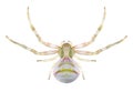 Spider Thomisus onustus female