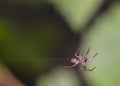 Spider at the top of the right angle of the web on the background of a geometric pattern of leaves Royalty Free Stock Photo