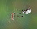 Spider touching centipede in web Royalty Free Stock Photo
