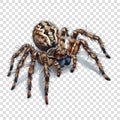 spider transparent background realistic element