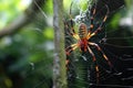 spider trapping and feeding on prey in its web Royalty Free Stock Photo