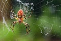 spider trapping and feeding on prey in its web Royalty Free Stock Photo