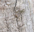 Spider on the tree bark Royalty Free Stock Photo