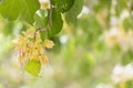 Spider tree flower (Crateva Unilocularis) blossom in springtime season. Natural background