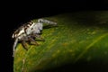 Spider on tree leaf background,macro spider in nature