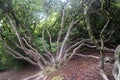 Spider tree in northern wales forest, UK