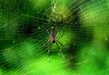 Spider at tree top in thekkady forest,