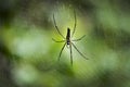 Spider tree treespider tiger forest Kerala jungle net