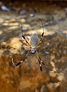 Spider Trichonephila Clavipes Royalty Free Stock Photo