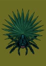 Spider with tropical leaf. Tarantula with plant branch. Tattoo style vector print. Poster with insect and exotic flora