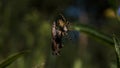 A spider trying to lift a large insect. Creative. A small spider that is entangled in its web is trying to lift a huge