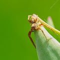 Spider on the tulip leaf Royalty Free Stock Photo