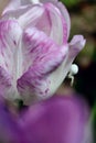 Spider on a tulip Royalty Free Stock Photo