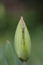 Spider on a tulip Royalty Free Stock Photo