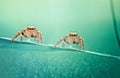 Spider twin Royalty Free Stock Photo