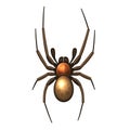 Spider Royalty Free Stock Photo