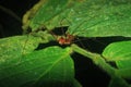 A spider with very large legs and fangs walking on a bright green leaf in the amazon rainforest