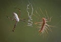 Spider vs Centipede Royalty Free Stock Photo