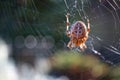 Spider waiting for its victims - Halloween concept