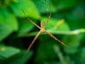 Spider waiting on its web from the bottom Royalty Free Stock Photo