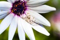 Spider waiting for it`s pray on a flower Royalty Free Stock Photo